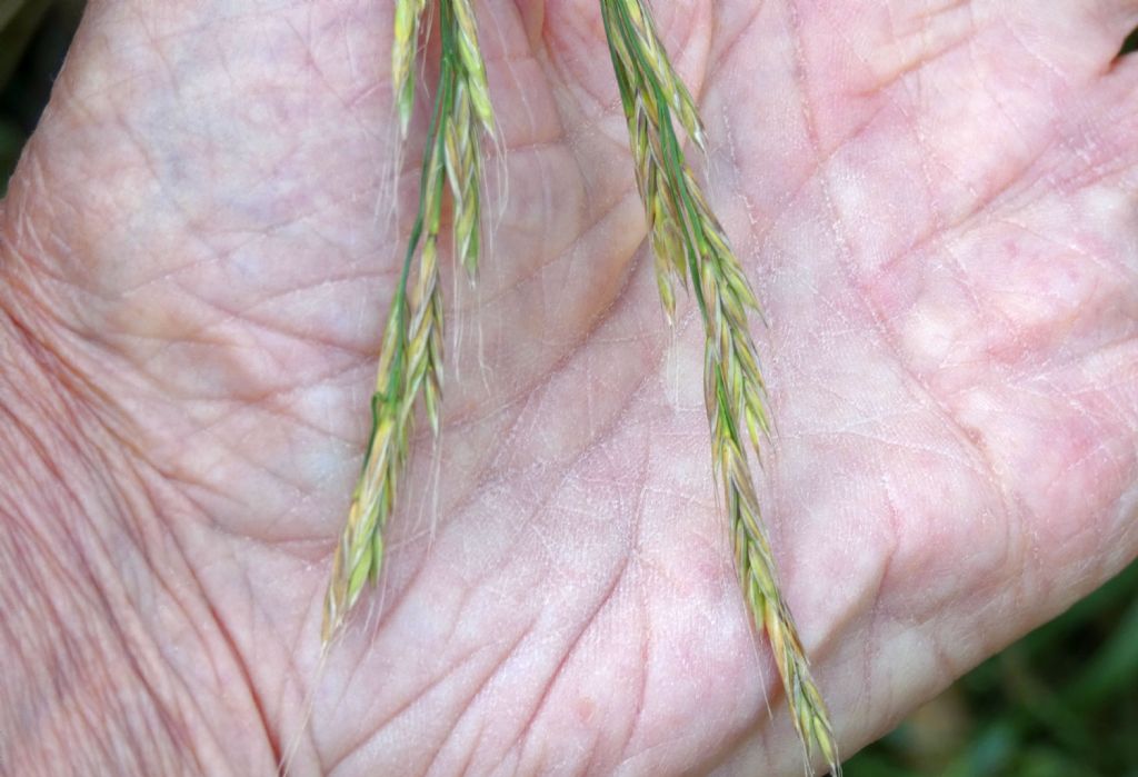 Poaceae: Lolium giganteum