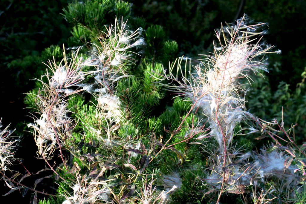 Cosa sono ?  Frutti di Chamaenerion angustifolium