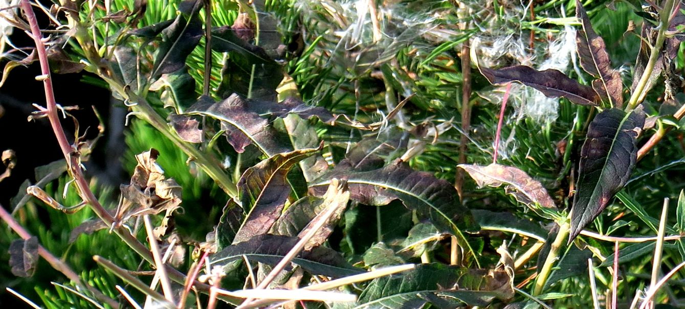 Cosa sono ?  Frutti di Chamaenerion angustifolium