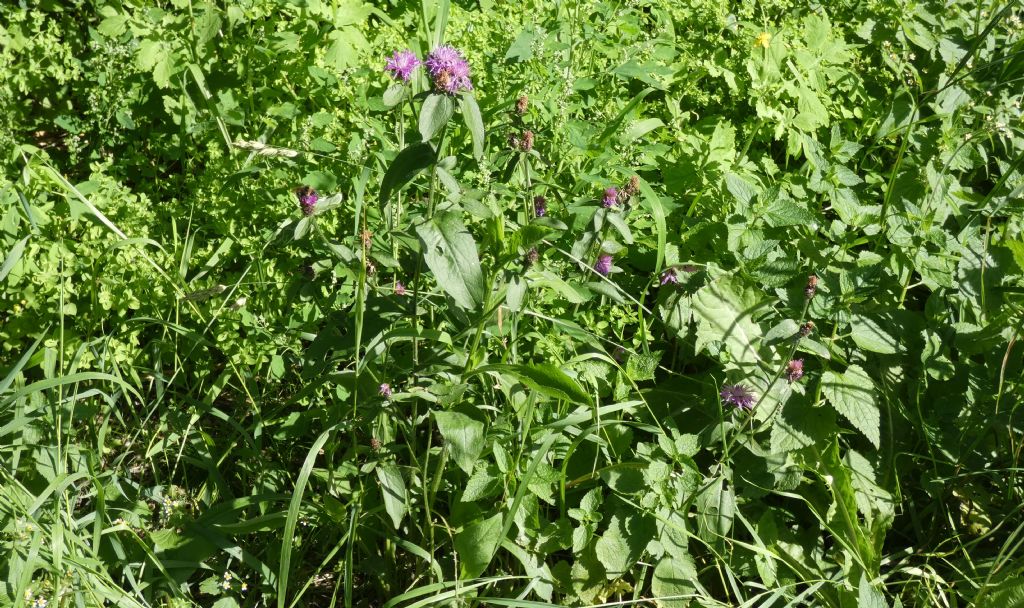 Quale Centaurea ? Centaurea cfr. nigrescens