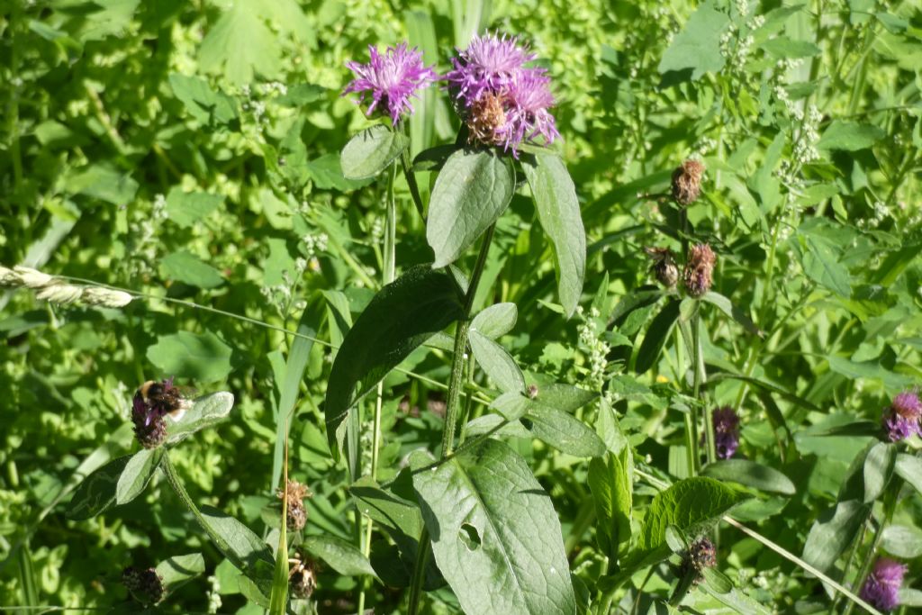 Quale Centaurea ? Centaurea cfr. nigrescens