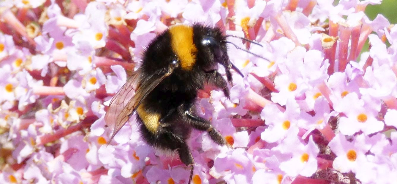 Bombus....? Bombus gr. terrestris