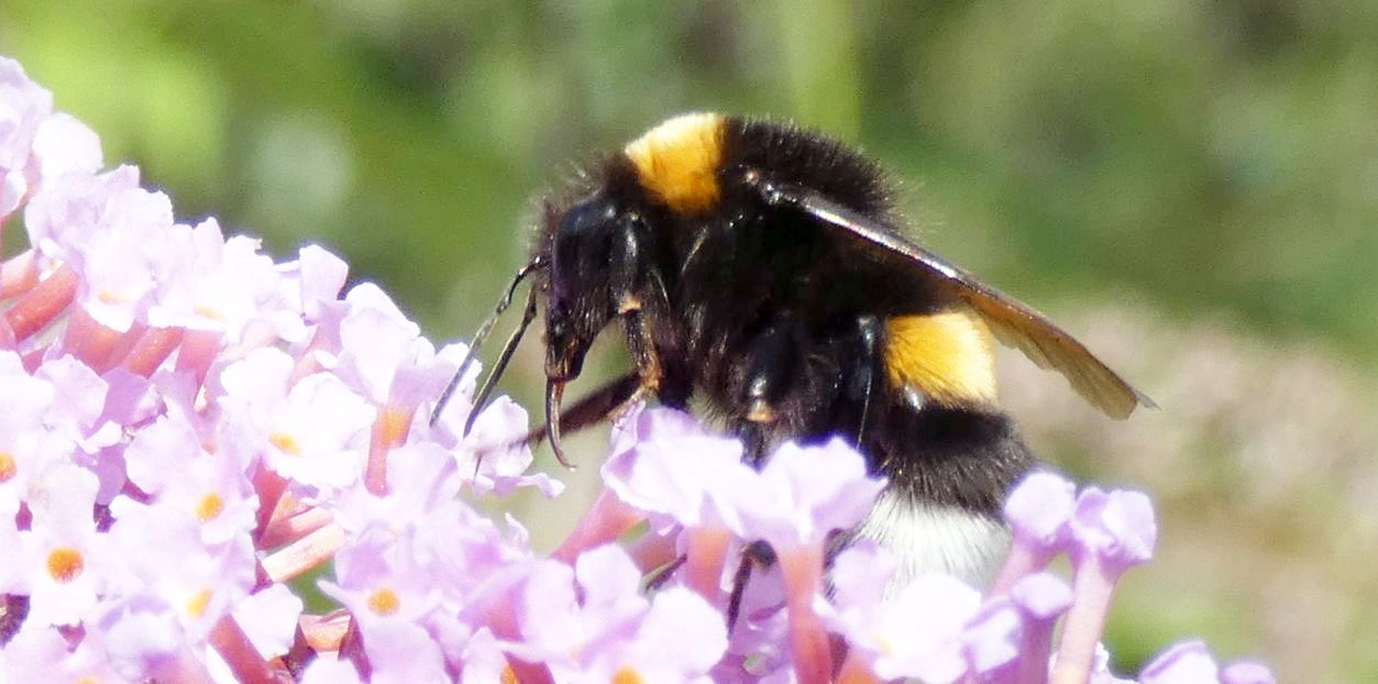 Bombus....? Bombus gr. terrestris