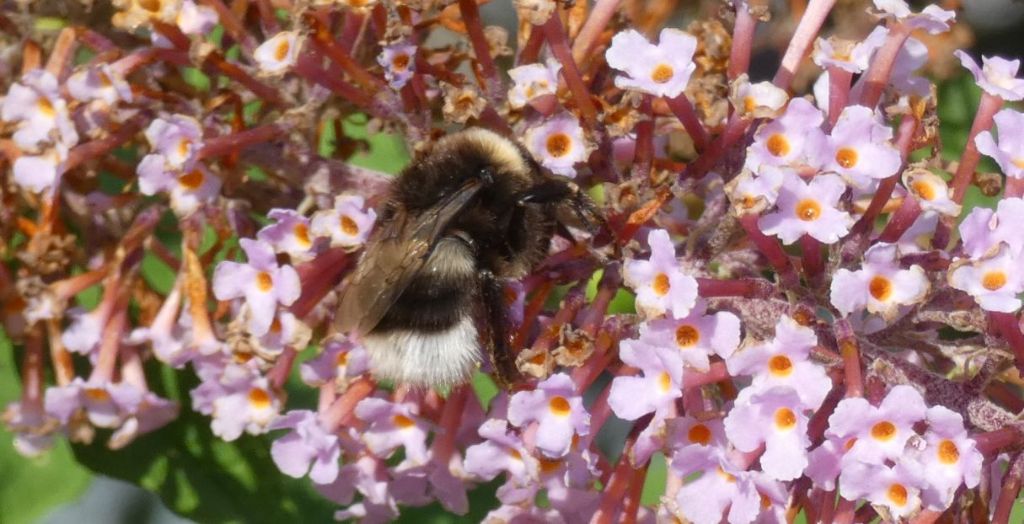 Bombus....? Bombus gr. terrestris