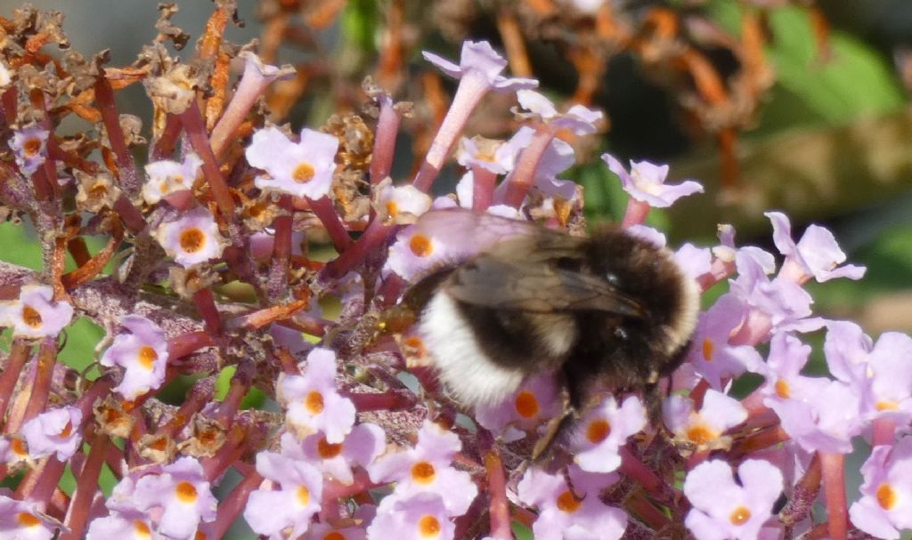 Bombus....? Bombus gr. terrestris