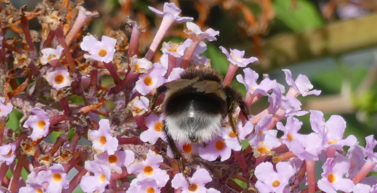 Bombus....? Bombus gr. terrestris