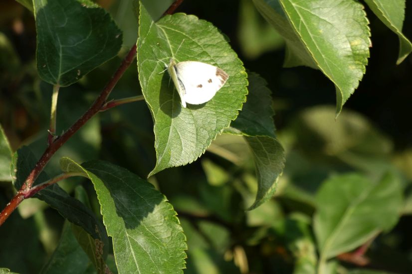 Pieris brassicae femmina? No, Pieris napi, femmina