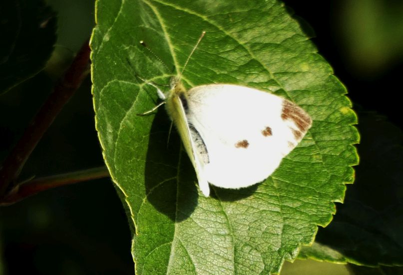 Pieris brassicae femmina? No, Pieris napi, femmina