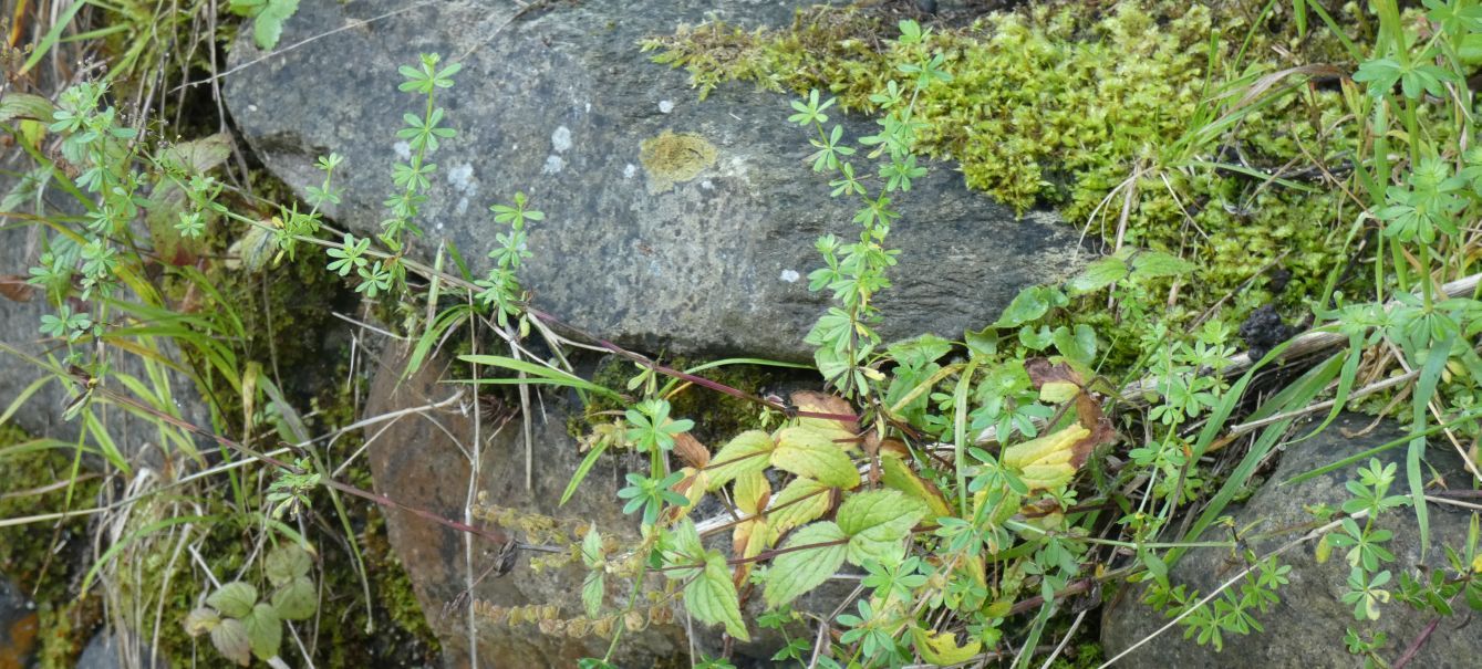 Rubiaceae: Quale Galium?  Galium gr. mollugo (cfr.)