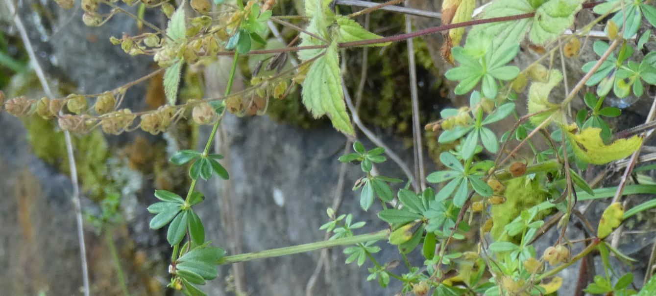 Rubiaceae: Quale Galium?  Galium gr. mollugo (cfr.)