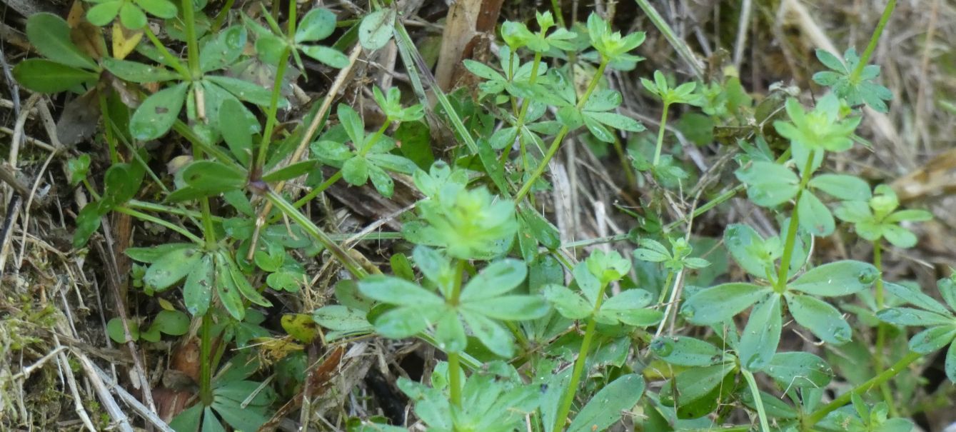 Rubiaceae: Quale Galium?  Galium gr. mollugo (cfr.)