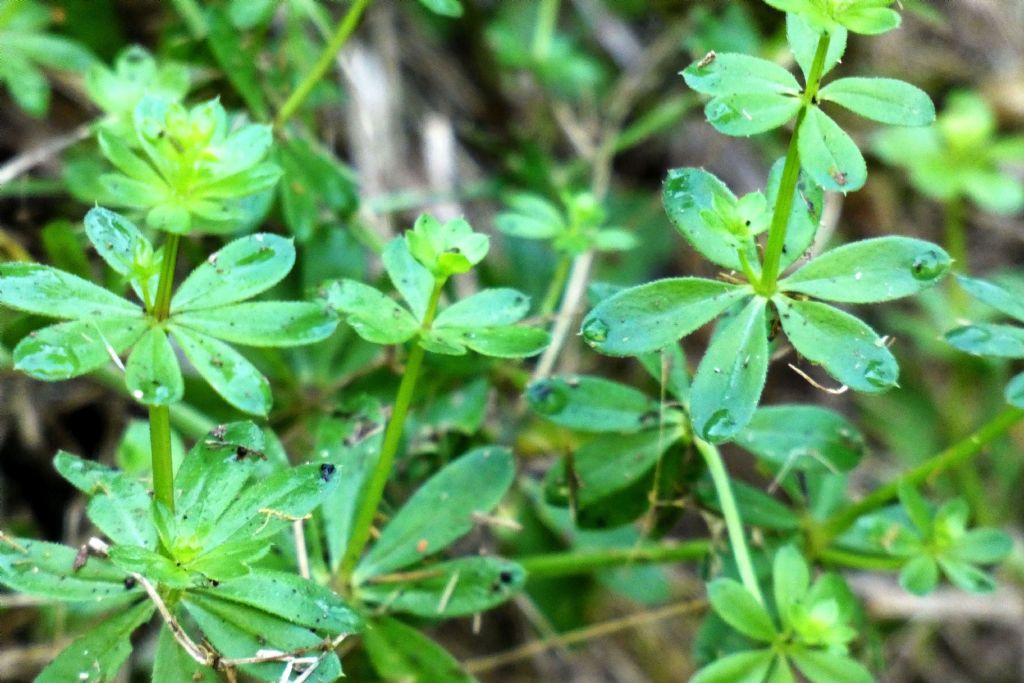 Rubiaceae: Quale Galium?  Galium gr. mollugo (cfr.)