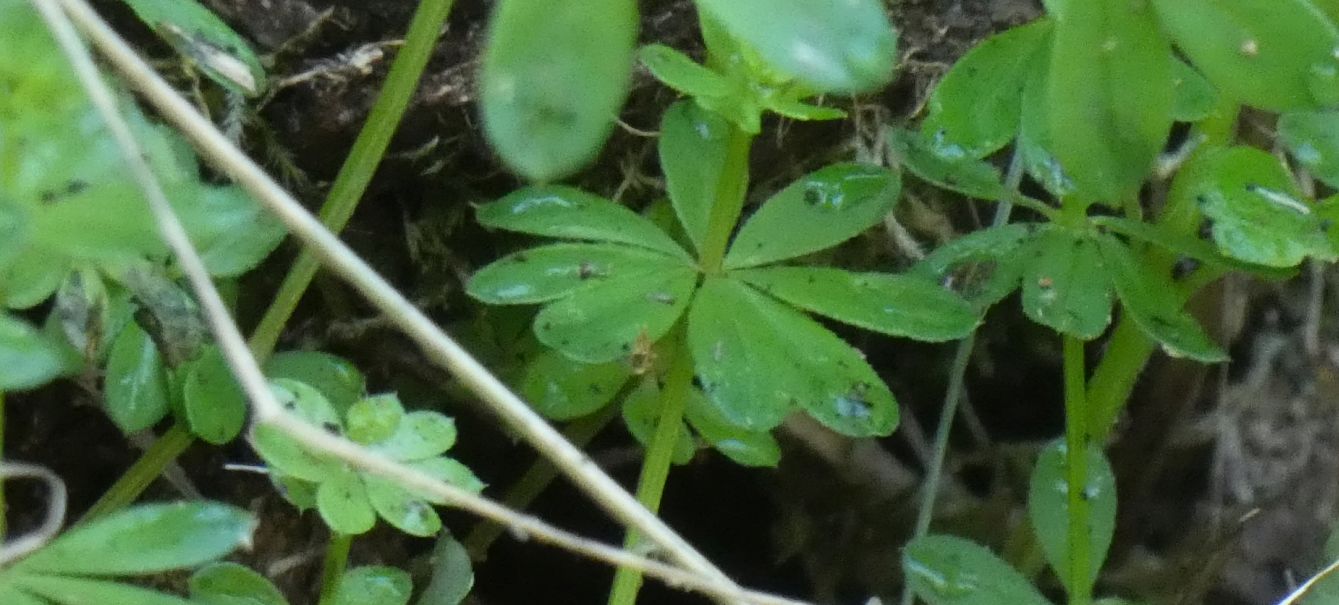 Rubiaceae: Quale Galium?  Galium gr. mollugo (cfr.)