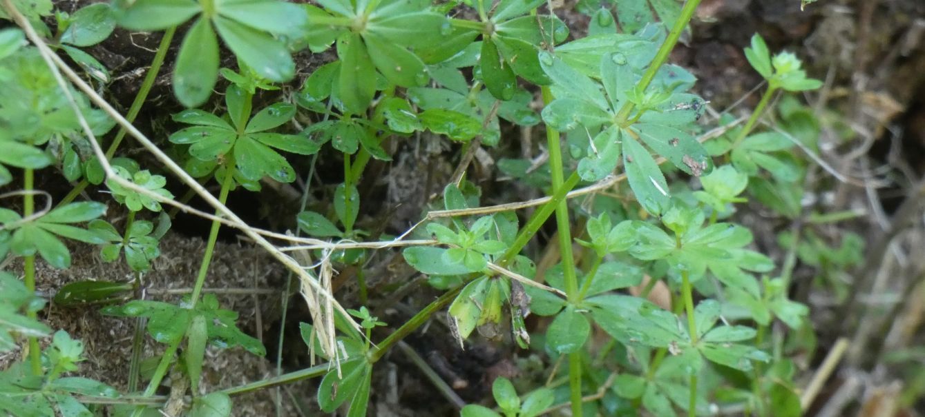 Rubiaceae: Quale Galium?  Galium gr. mollugo (cfr.)