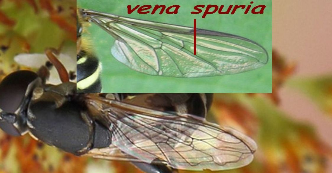 Syritta... pipiens