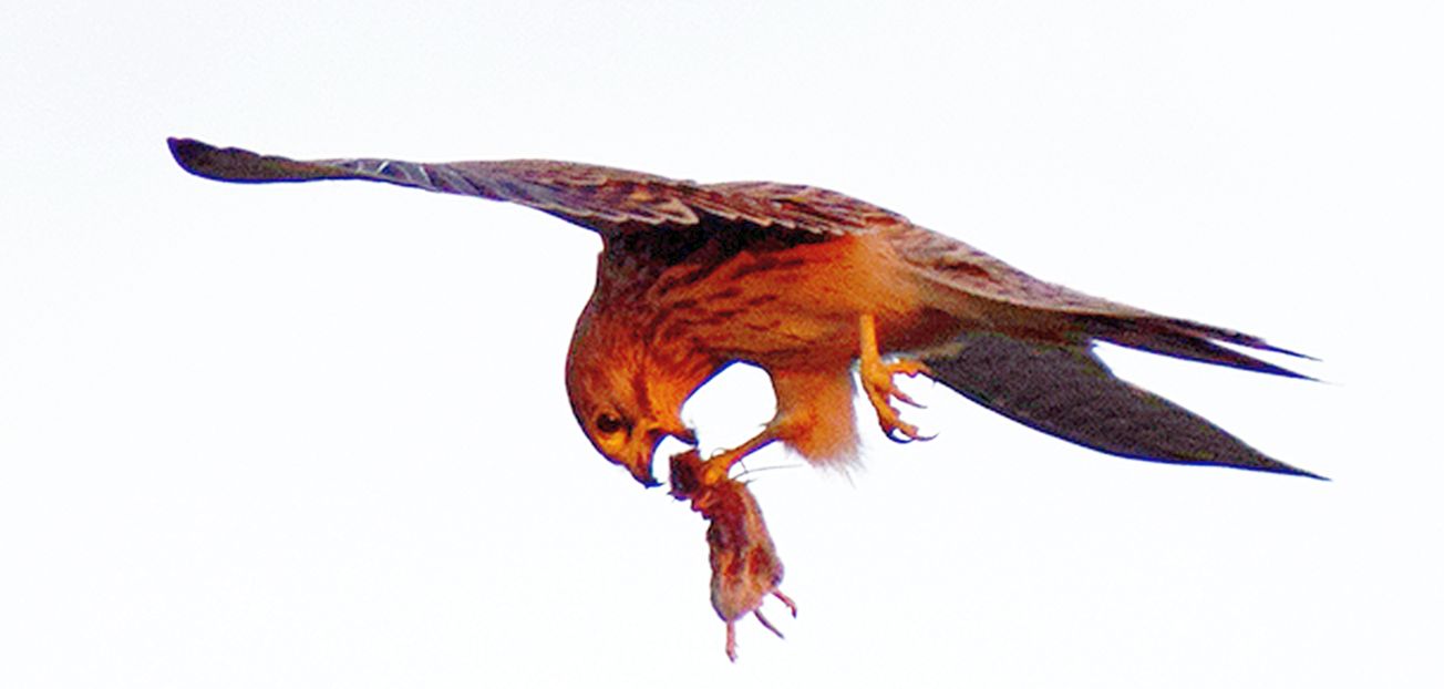 Un boccone al volo per il Gheppio