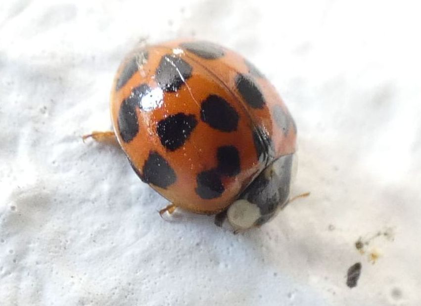 Coccinellidae: Harmonia axyridis? S.