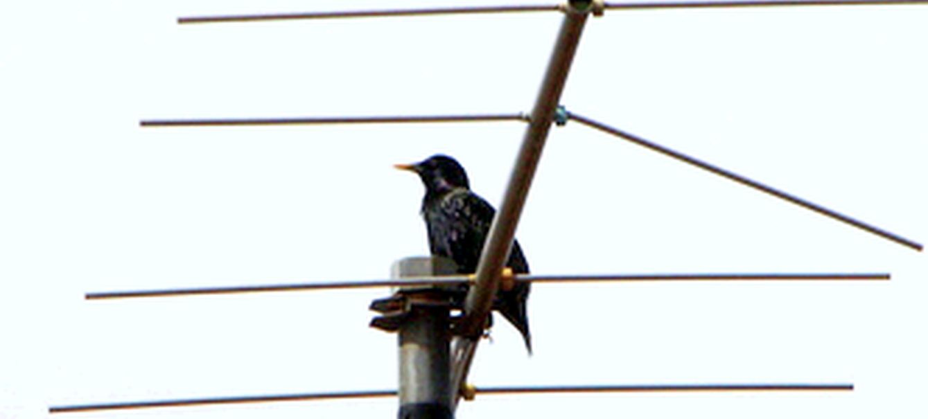 Aiuto identificazione storno:  Storno comune / Sturnus vulgaris