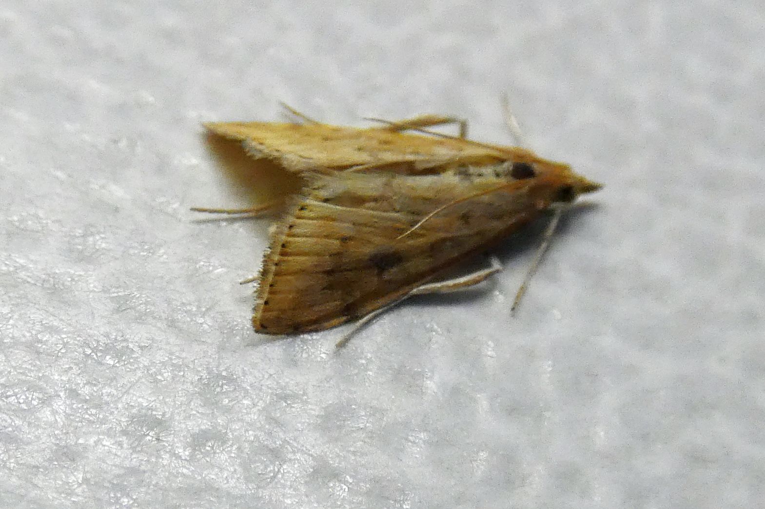 Crambidae ?  S, Udea ferrugalis