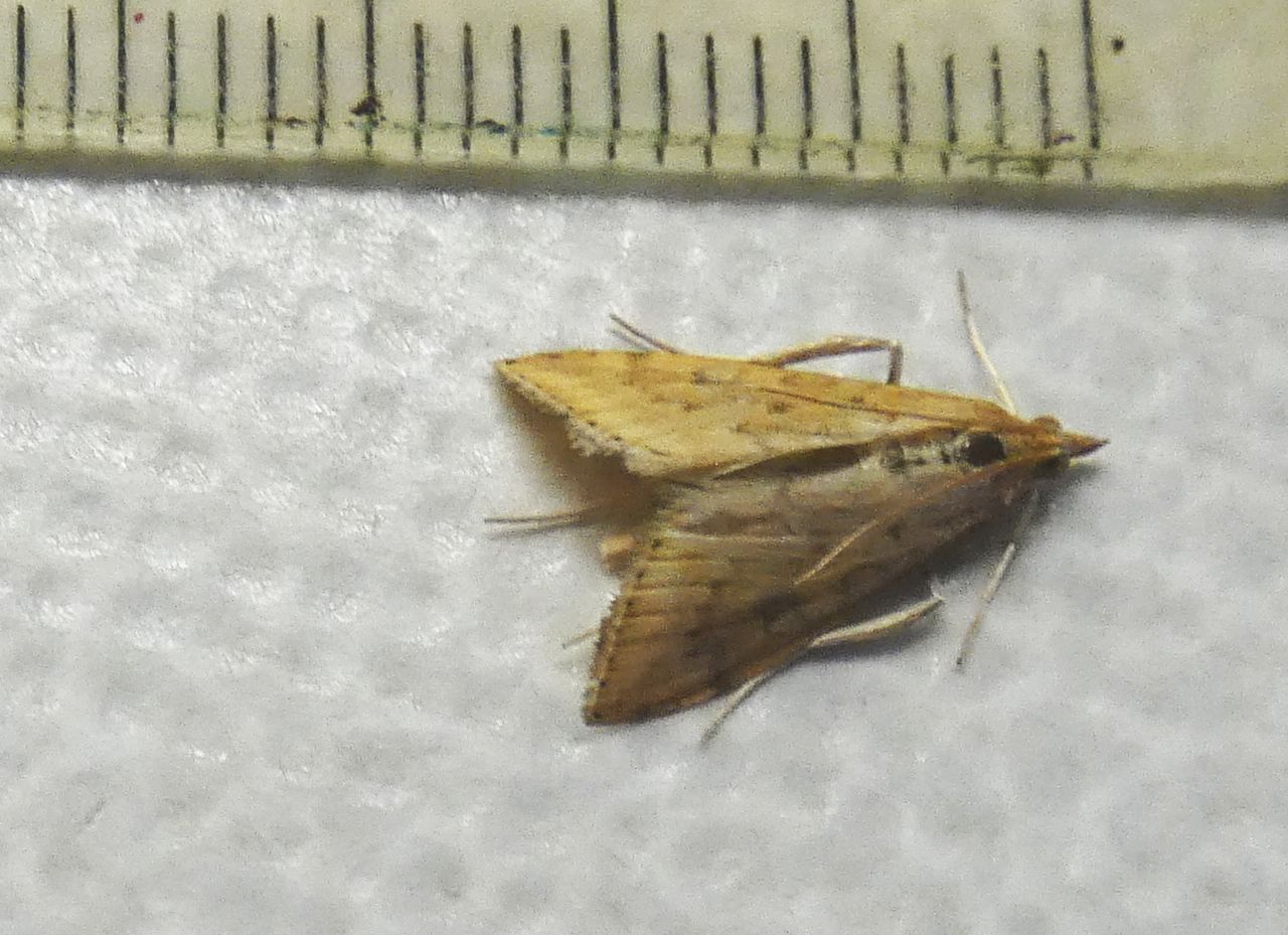 Crambidae ?  S, Udea ferrugalis