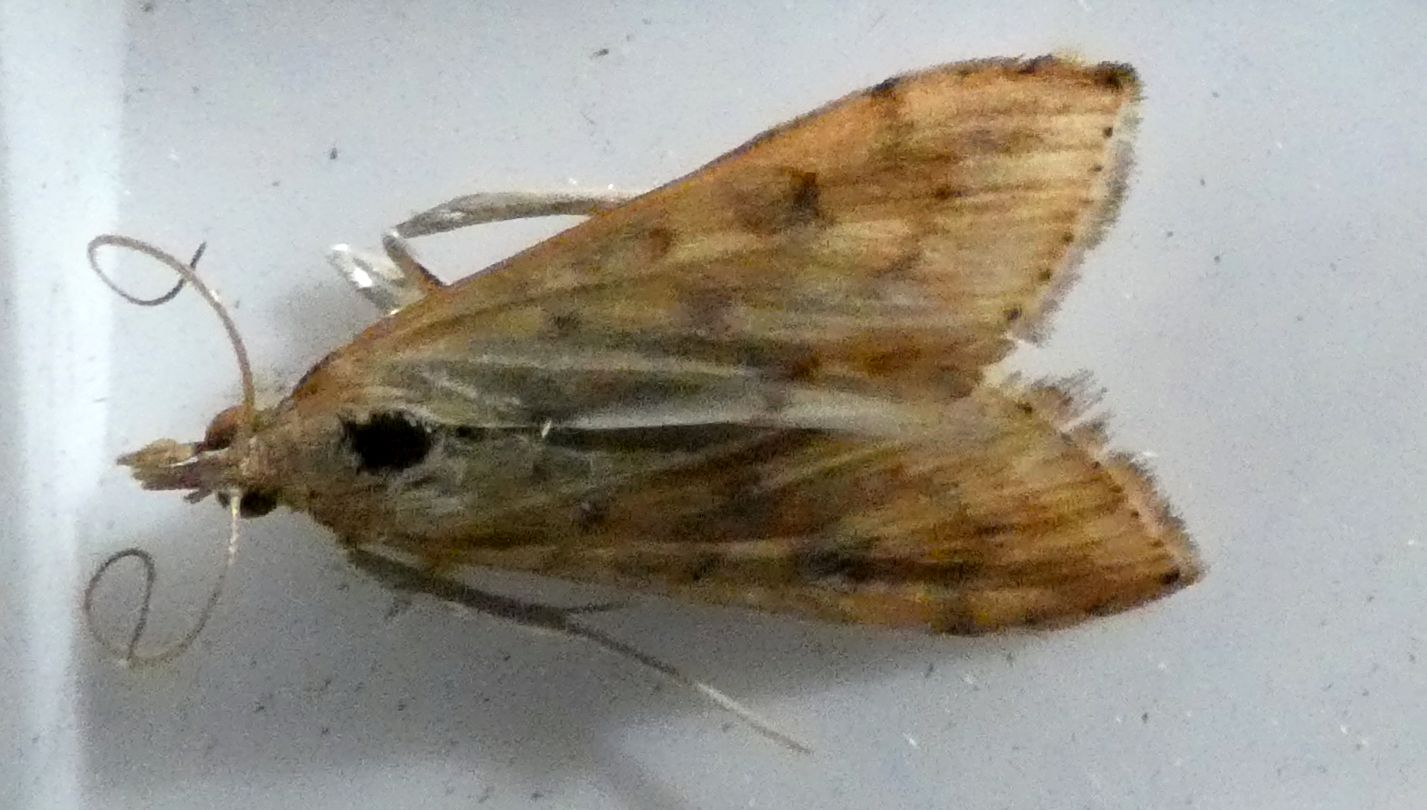 Crambidae ?  S, Udea ferrugalis