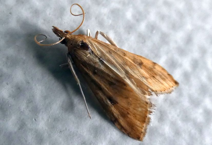 Crambidae ?  S, Udea ferrugalis