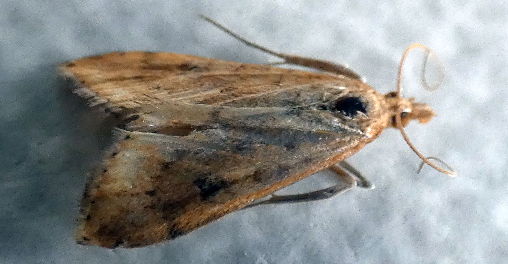 Crambidae ?  S, Udea ferrugalis