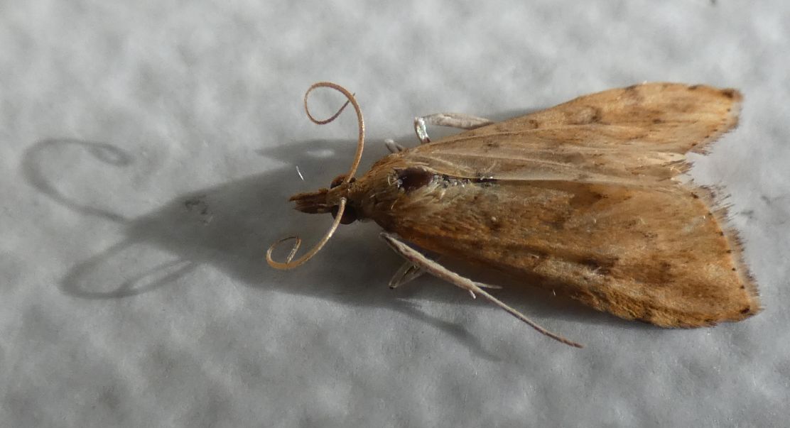 Crambidae ?  S, Udea ferrugalis