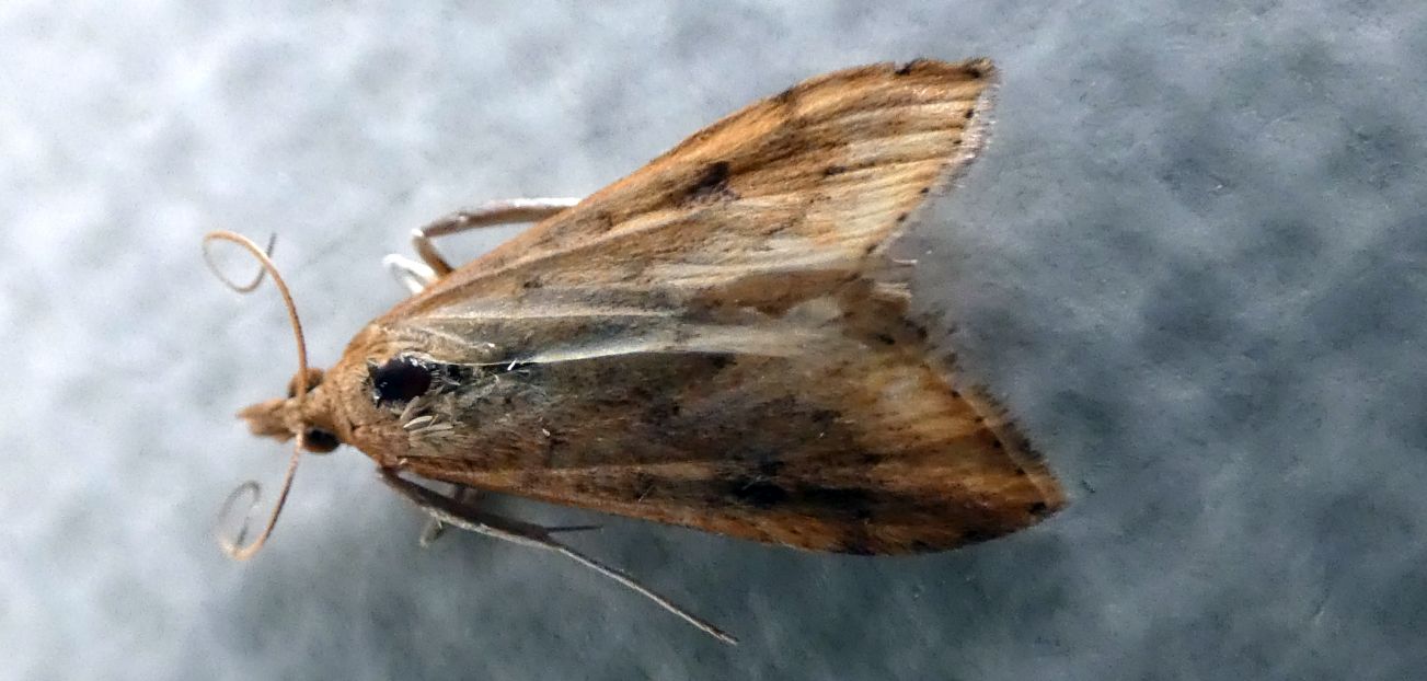 Crambidae ?  S, Udea ferrugalis