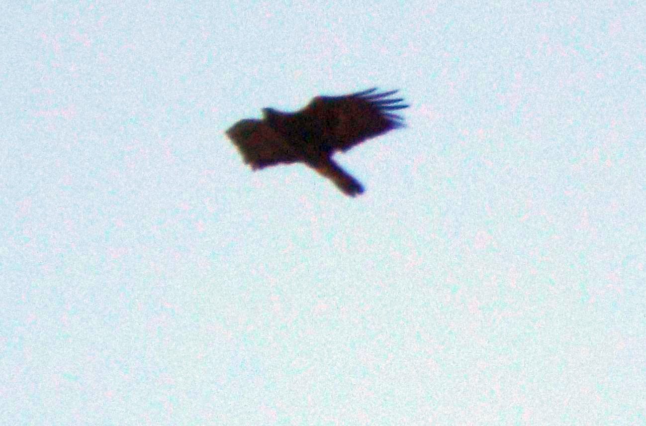 Rapace da identificare: Aquila reale (Aquila chrysaetos)