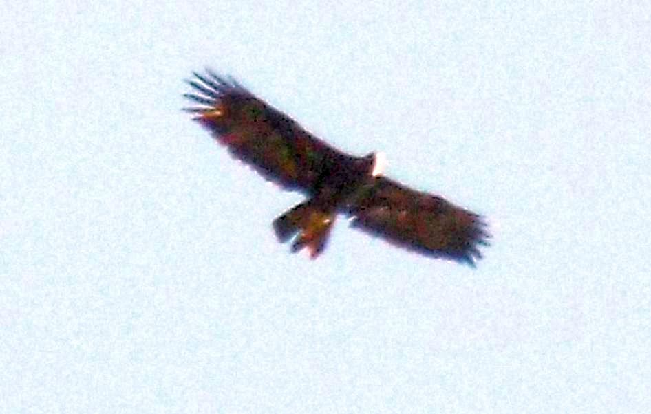 Rapace da identificare: Aquila reale (Aquila chrysaetos)