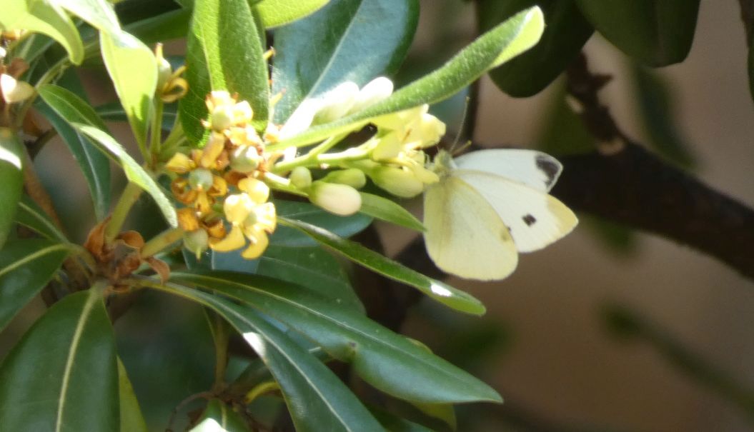 Quale Pieris?  Pieris rapae, femmina