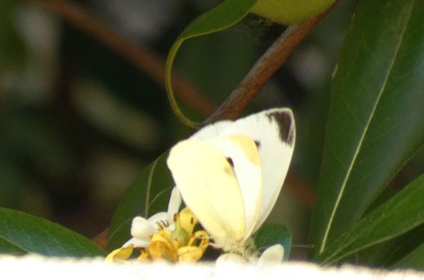 Quale Pieris?  Pieris rapae, femmina