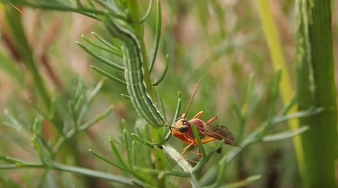 Parassitoide (video)?  S, Ichneumonidae sp.