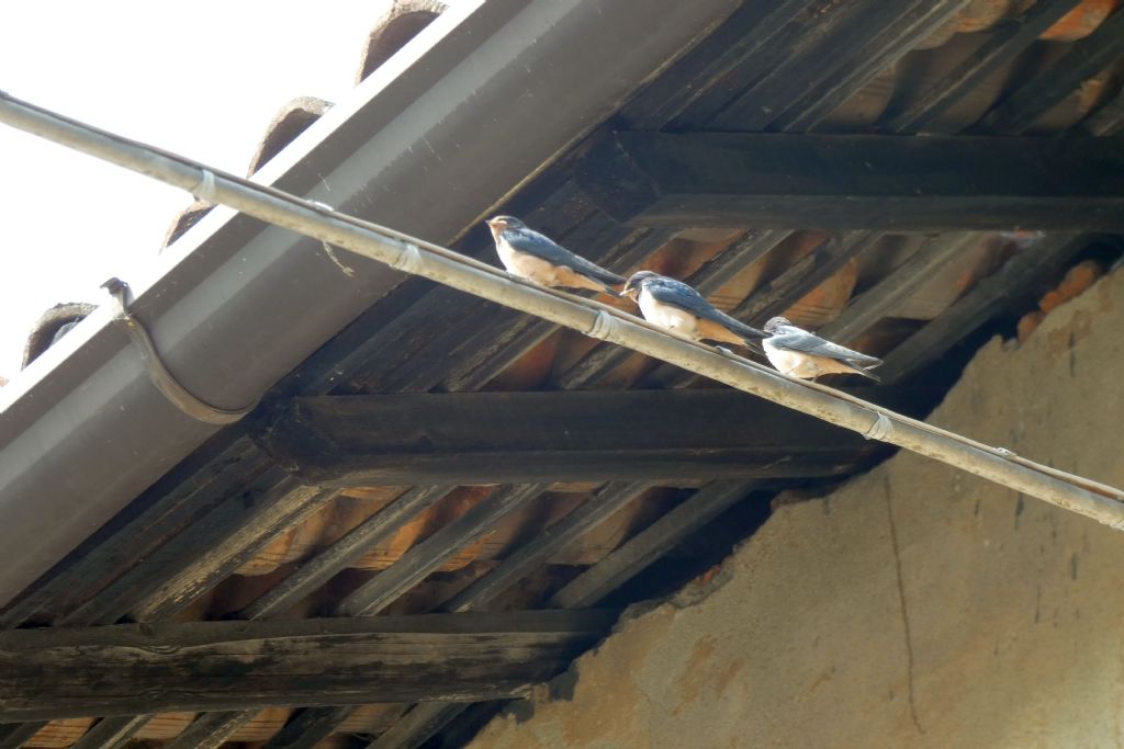 Rondini (Hirundo rustica)