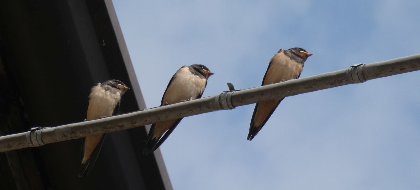 Rondini (Hirundo rustica)