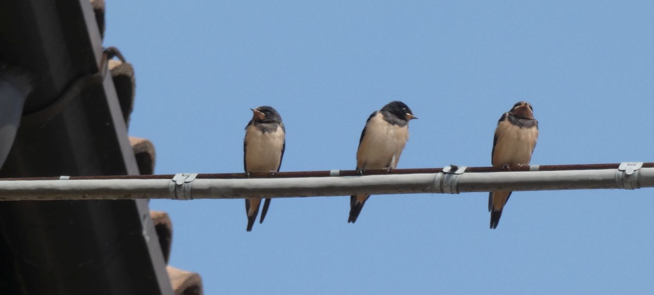 Rondini (Hirundo rustica)