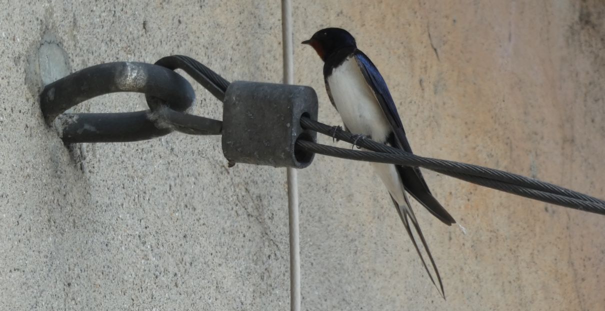 Rondini (Hirundo rustica)