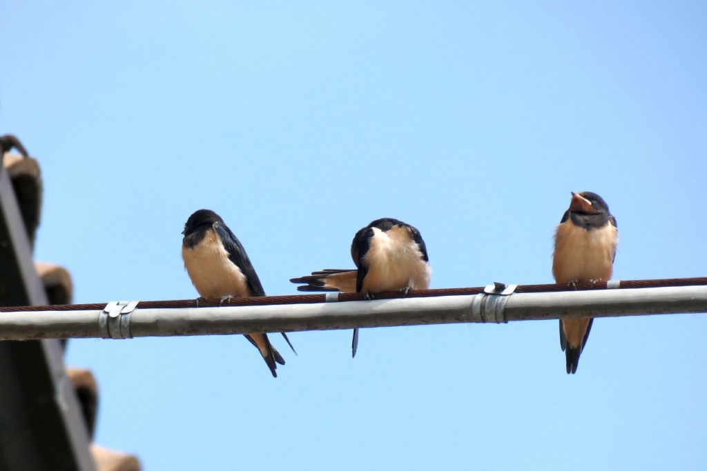 Rondini (Hirundo rustica)