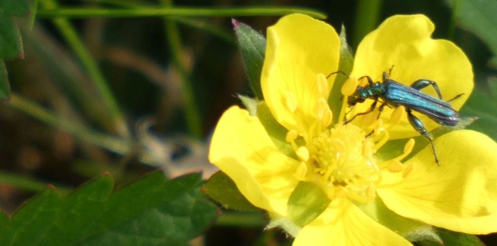 Oedemeridae: Oedemera nobilis, maschio.