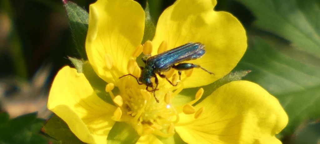 Oedemeridae: Oedemera nobilis, maschio.