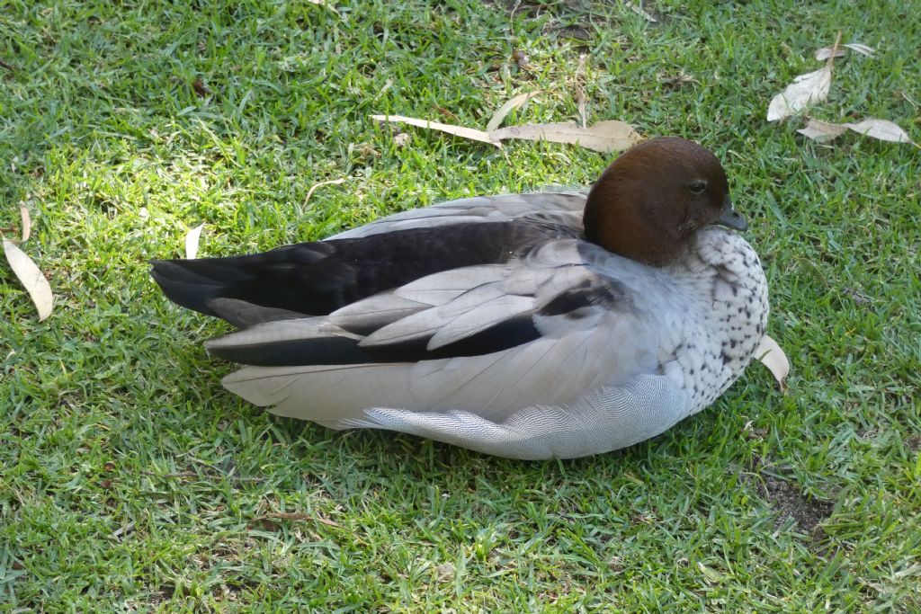 Anatra crinita o Anatra arboricola australiana (Chenonetta jubata)