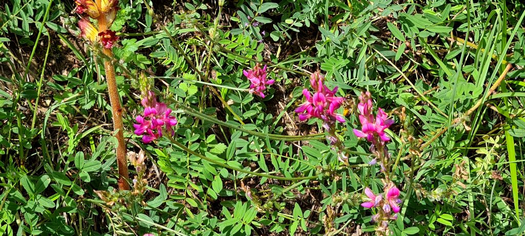 Fabaceae:  Astragalus monspessulanus