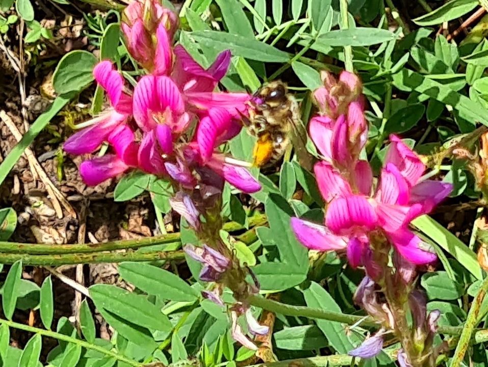 Fabaceae:  Astragalus monspessulanus