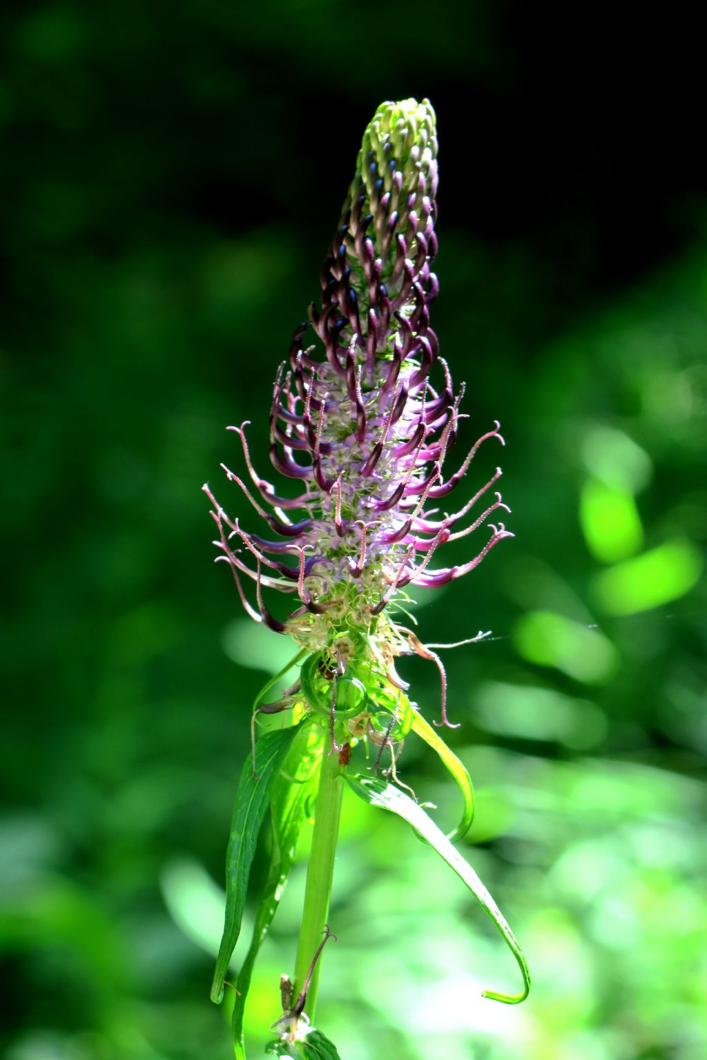 Quale Phyteuma (scorzonerifolium, nigrum,..)?  Phyteuma ovatum