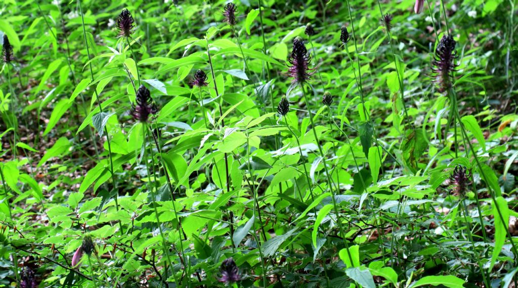 Quale Phyteuma (scorzonerifolium, nigrum,..)?  Phyteuma ovatum