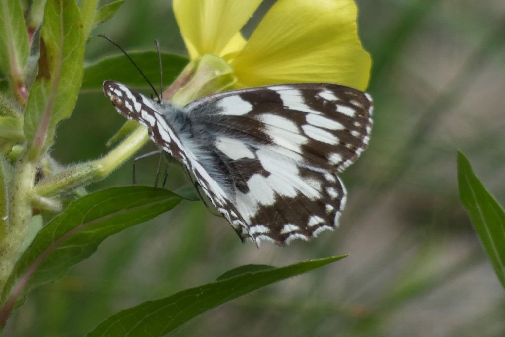 Nymphalidae Satyrinae: Melanargia galathea ? S