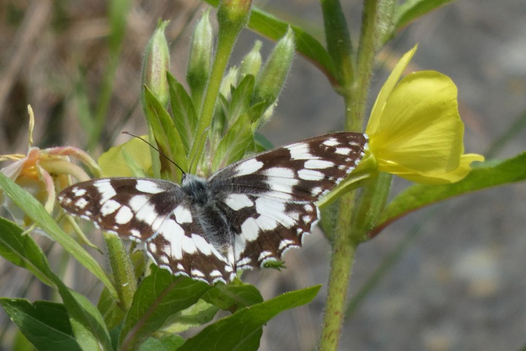 Nymphalidae Satyrinae: Melanargia galathea ? S