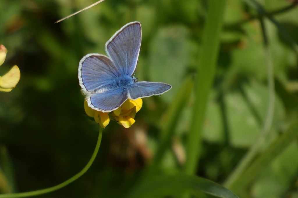 Lycaenidae:  Polyommatus icarus, maschio