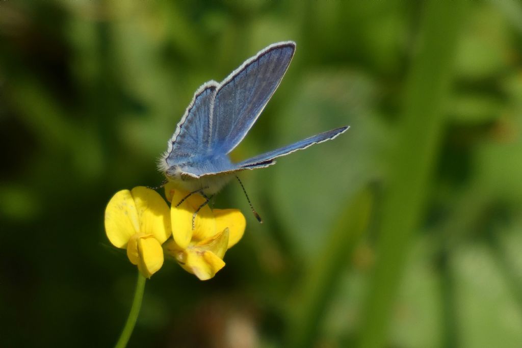 Lycaenidae:  Polyommatus icarus, maschio